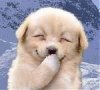 dog-smile2.jpg
