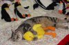 cat_duck.jpg