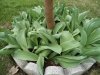 DSC03976.jpg