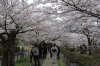 Hanami 2011 Kyoto 079.JPG