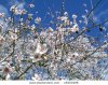 stock-photo-almond-tree-bloom-blossom-spain-spring-sky-blue-bud-18103408.jpg