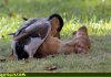 Duck-eats-dog.jpg