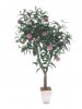 peach tree.jpg