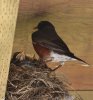 LittleBird_small.jpg