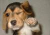 best-puppy-food.png