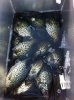 Crappies.JPG