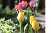 tulip 6.jpg