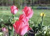 tulip 1.jpg