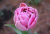 tulip 3.jpg