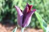 tulip 4.jpg