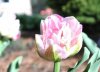 tulip 2.jpg