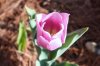 tulip 5.jpg