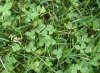 Lawn-weeds.jpg