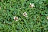 weeds%20003.jpg