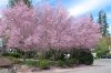 Flowering Plum.jpg
