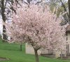 Crabapple_pink_3.jpg