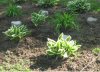 Hosta.JPG