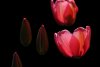 01Tulip17.jpg