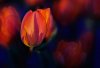 02Tulips152.jpg