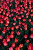 03Tulips135_480.jpg