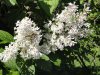 DSC00669.jpg