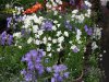 campanula per blue-white bgardens.jpg