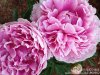 peony1.jpg