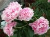 peony2.jpg