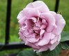 hybrid tea rose.jpg