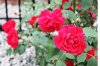 climbing rose1.jpg