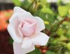 粉climbing rose.jpg