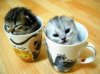 214-funny-cats.jpg