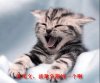 cat2.jpg