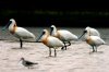 Black-faced spoonbills.jpg