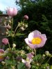 Anemone_japonica.jpg