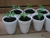 DSC04336.JPG