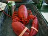 lobster hard shell.jpg