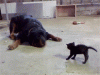 dog.gif