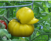 Duckmato.png