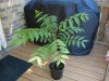 DSC04358.JPG