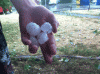 untitled.gif
