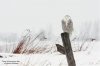 SnowyOwl080203_4_800.jpg