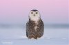 SnowyOwl080216_1_filtered750.jpg