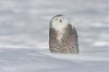 Snowyowl080216_18_800.jpg