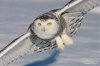 SnowyOwl080216_3_750.jpg