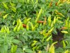参观种植园2012 024.JPG