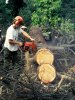 legate-jane-man-using-chain-saw-to-chop-up-cedar-of-lebanon-tree-killed-by-honey-fungus-disease.jpg