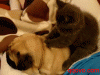 201203191006273558.gif