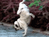 201208201713100199.gif
