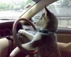 Driving-Husky.jpg